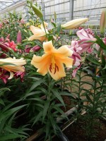 [5175 Eudoxia No01.JPG]